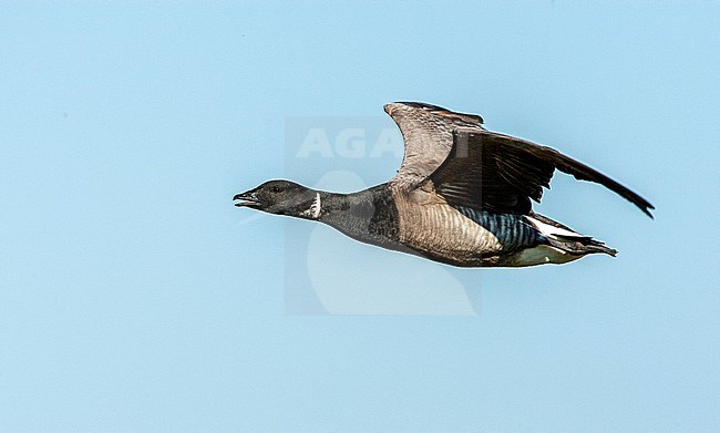 Dark-bellied Brent Goose (Branta bernicla), adult calling in flight and seen from side stock-image by Agami/Roy de Haas,