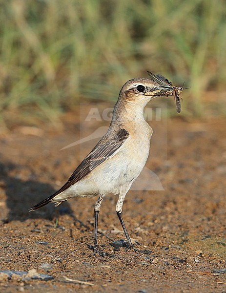 Northern Wheatear (Oenanthe oenanthe) during autumn migration at Barqa in Oman. With insect in it’s beak. stock-image by Agami/Aurélien Audevard,