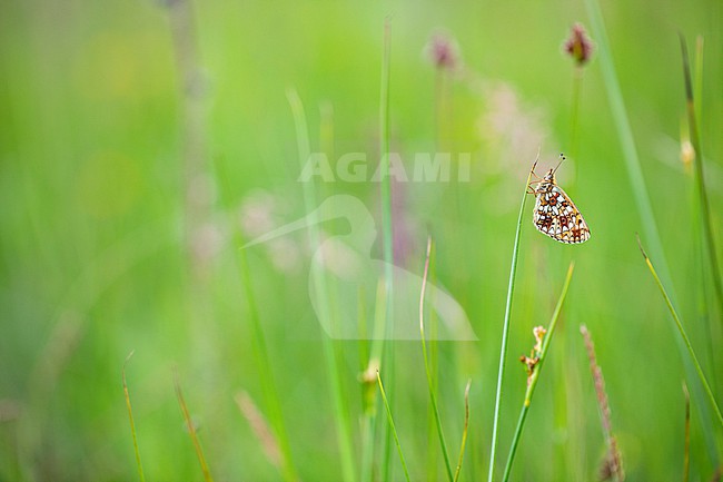  stock-image by Agami/Wil Leurs,