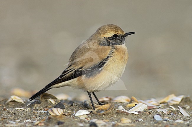 Desert Wheatear on beach of IJmuiden, Netherlands ; Woestijntapuit op het strand van IJmuiden stock-image by Agami/Marc Guyt,