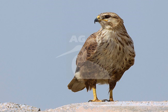 Arendbuizerd zittend; Long-legged Buzzard perched stock-image by Agami/Daniele Occhiato,