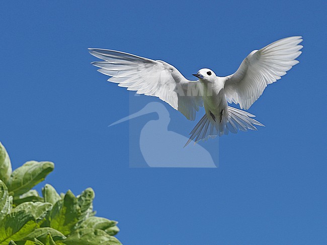White Tern, Gygis alba, in French Polynesia. stock-image by Agami/James Eaton,