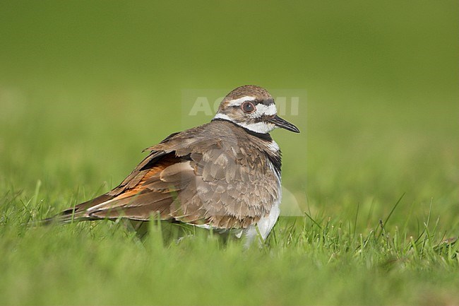 Killdeer (Charadrius vociferus) in the grass in Victoria, BC, Canada. stock-image by Agami/Glenn Bartley,