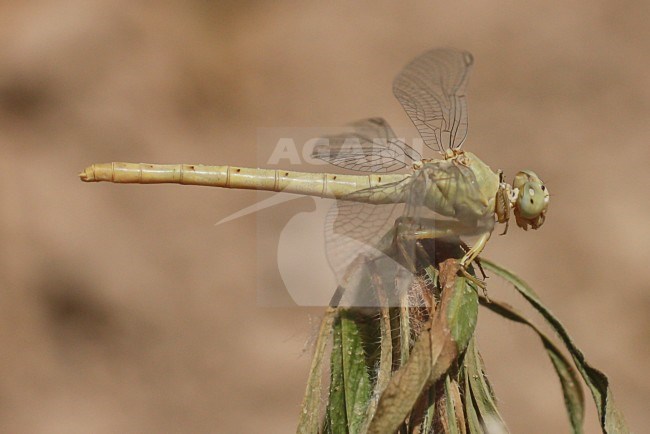 Vrouwtje Anormogomphus kiritshenkoi, female Anormogomphus kiritshenkoi stock-image by Agami/Paul Schrijvershof,