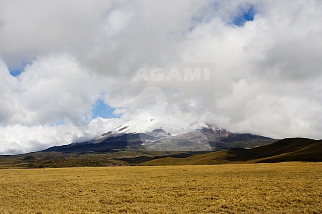 Antisana Reserve Ecuador stock-image by Agami/Marc Guyt,