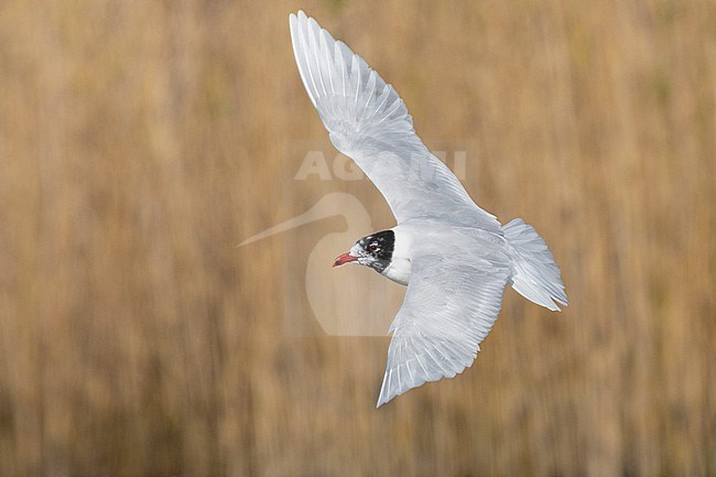 Mediterranean Gull (Ichthyaetus melanocephalus), side view of an adult in flight, Campania, Italy stock-image by Agami/Saverio Gatto,