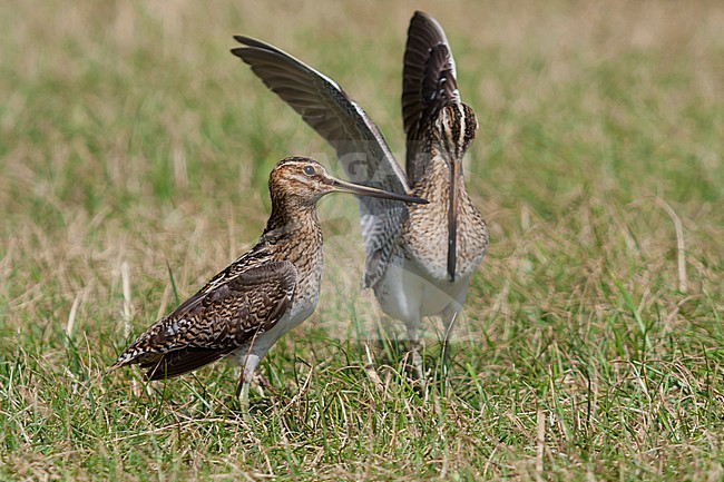 Common Snipe - Bekassine - Gallinago gallinago ssp. faeroeensis, Iceland, adult stock-image by Agami/Ralph Martin,