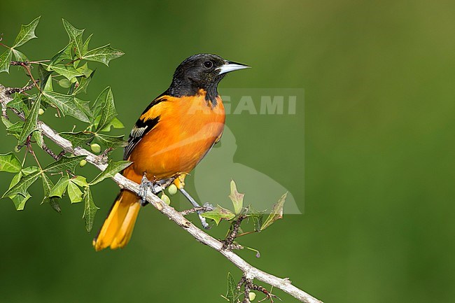 Adult male Baltimore Oriole (Icterus galbula) during spring migration at Galveston County, Texas, United States. Perched on a branch. stock-image by Agami/Brian E Small,