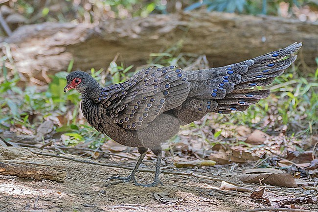 Male Germain's Peacock-Pheasant, Polyplectron germaini, in Vietnam. stock-image by Agami/Pete Morris,