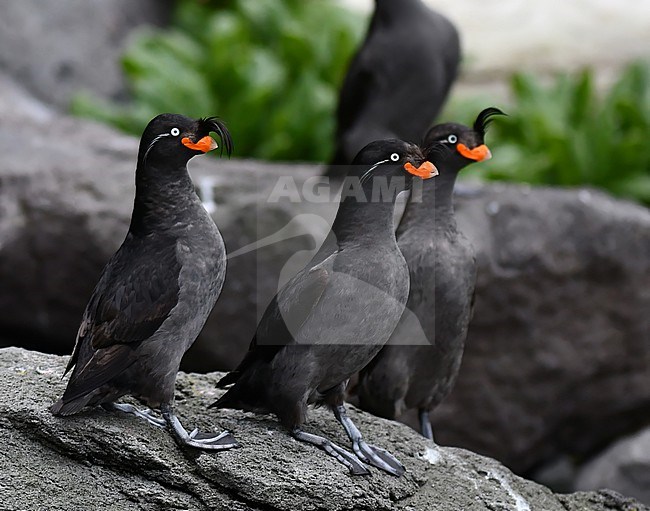 Crested Auklet, Aethia cristatella, in the Yankicha caldera, Kuril Islands chain, in the Sea of Okhotsk, Russia. stock-image by Agami/Laurens Steijn,