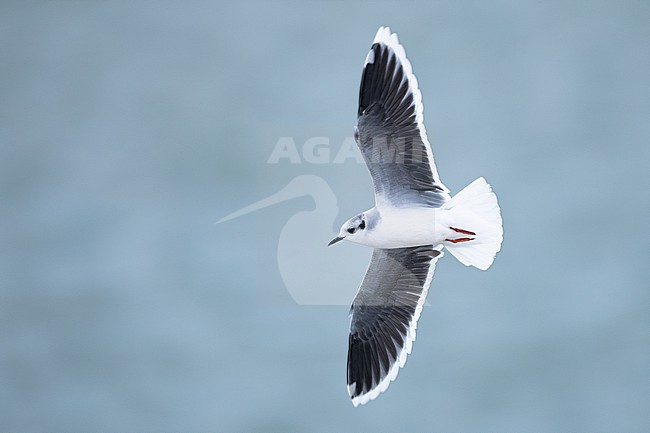  stock-image by Agami/Menno van Duijn,