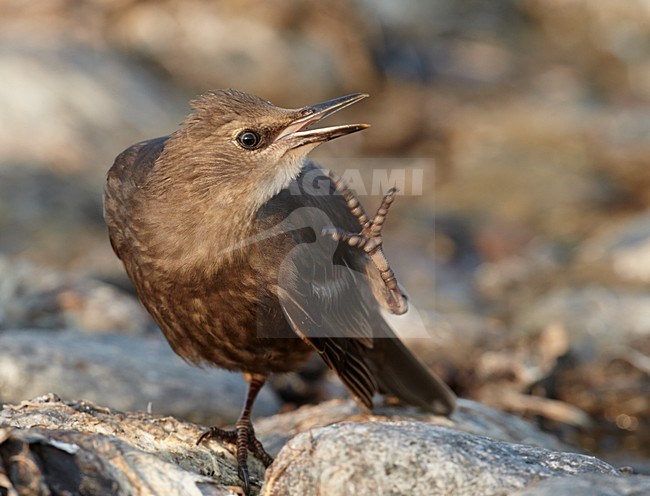 Jonge Spreeuw poetsend, Common Starling immature preening stock-image by Agami/Markus Varesvuo,