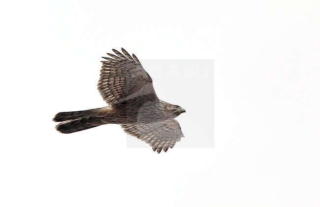 Northern Goshawk (Accipiter gentilis), second calender year female in flight at Copenhagen in Denmark. Seen from below. stock-image by Agami/Helge Sorensen,