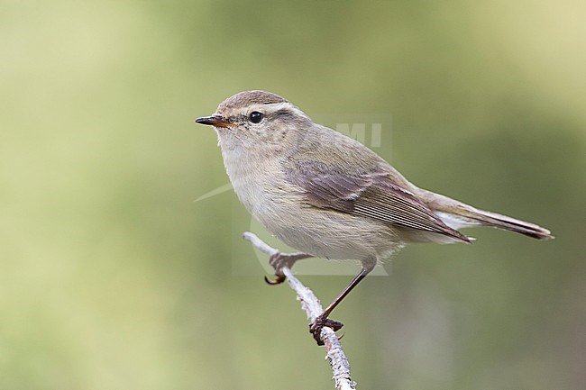 Humes Leaf Warbler - Tienschan-Laubsänger - Phyllsocopus humei ssp. humei, Kyrgyzstan stock-image by Agami/Ralph Martin,