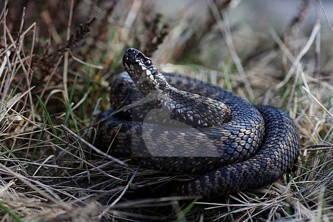 Adder; European Adder stock-image by Agami/Bas Haasnoot,