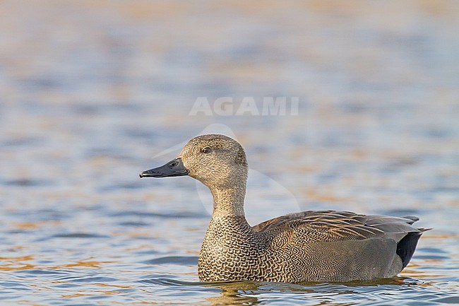 Krakeend; Gadwall; Anas strepera wintering ducks on lake during frost period stock-image by Agami/Menno van Duijn,