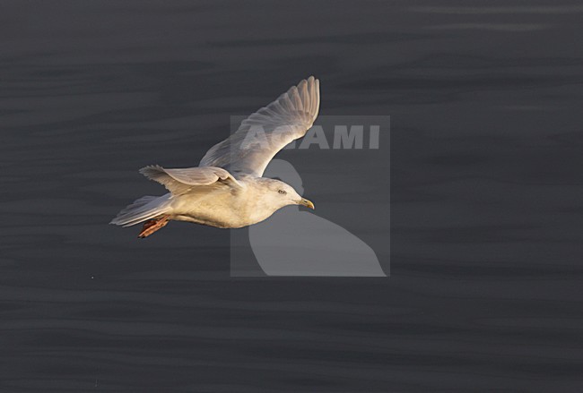 Kleine Burgemeester, Iceland Gull, Larus glaucoides stock-image by Agami/Hugh Harrop,