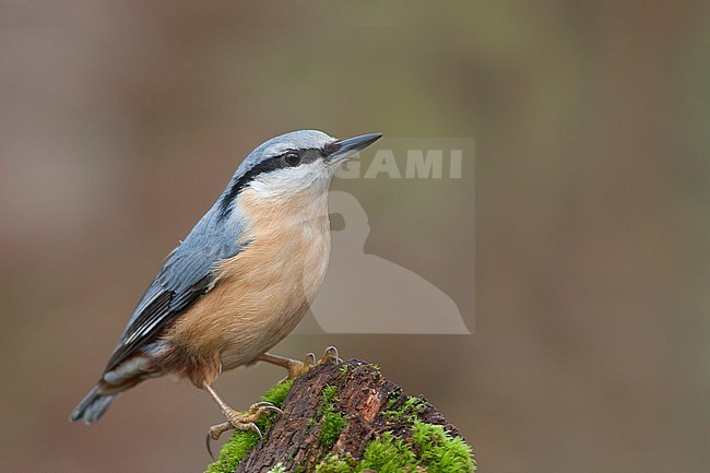 European Nuthatch - Kleiber - Sitta europaea ssp. caesia, Germany, adult stock-image by Agami/Ralph Martin,