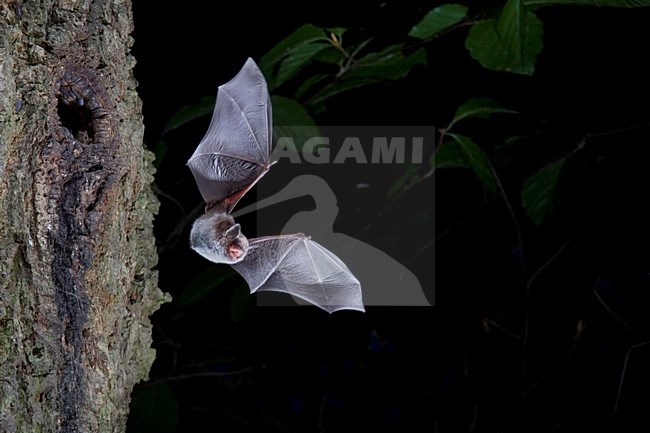 Watervleermuis in de vlucht; Daubenton\'s Bat in flight stock-image by Agami/Theo Douma,