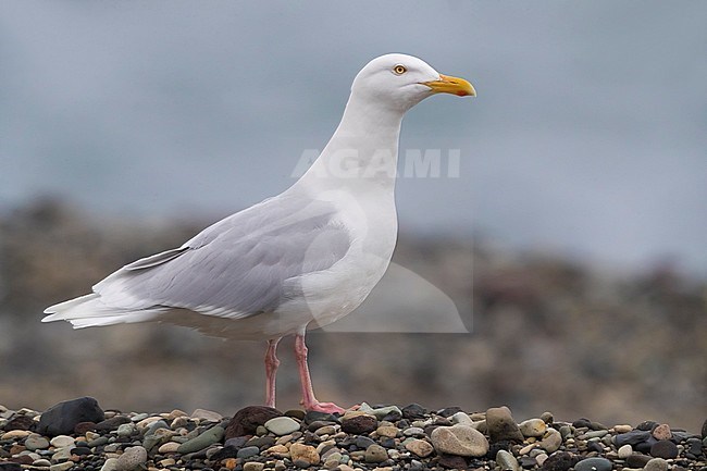 Adult summer plumaged Glaucous Gull (Larus hyperboreus leuceretes) during late spring along the Icelandic coast. stock-image by Agami/Daniele Occhiato,