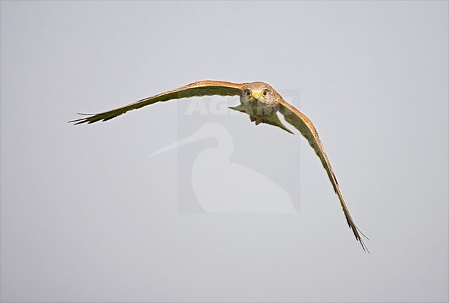 Mannetje Torenvalk in de vlucht; Male Common Kestrel in flight stock-image by Agami/Marc Guyt,