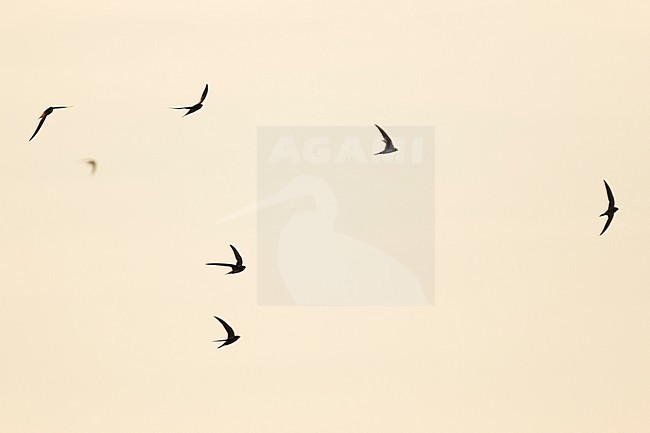 Alpine Swift - Alpensegler - Tachymarptis melba ssp. melba, Germany, adult stock-image by Agami/Ralph Martin,