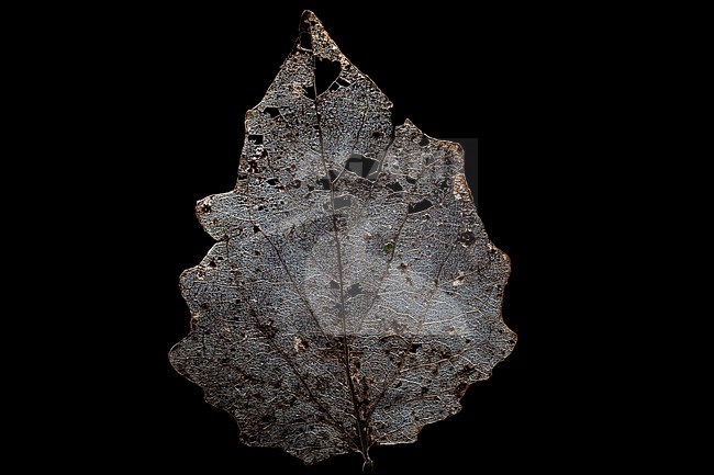 Skeleton of a tree leaf of a Poplar stock-image by Agami/Wil Leurs,