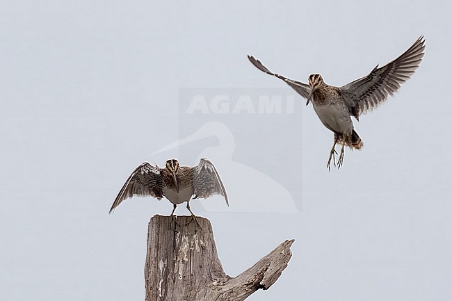 Watersnippen aanvliegend op boom stock-image by Agami/Han Bouwmeester,