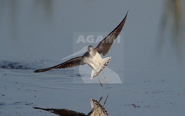 Green Sandpiper, Tringa ochropus, juvenile landing at Amager, Denmark stock-image by Agami/Helge Sorensen,