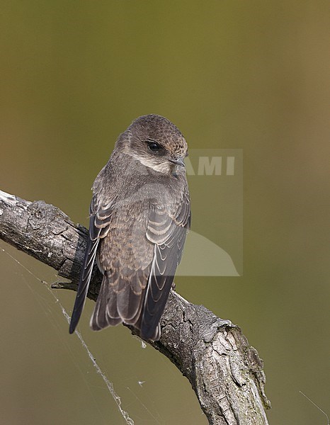 Sand Martin (Riparia riparia) perched juvenile at Vestamager, Denmark stock-image by Agami/Helge Sorensen,