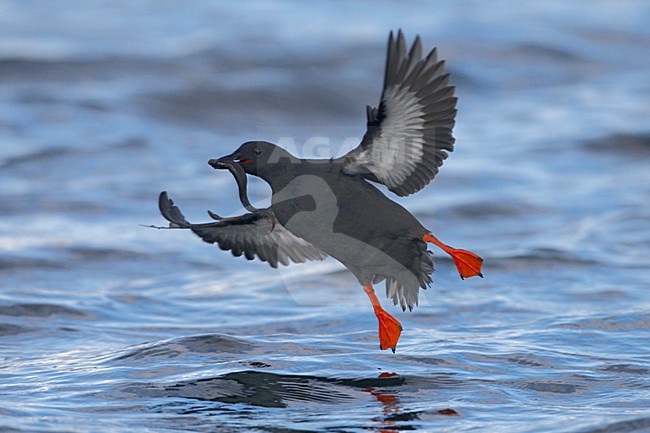 Zwarte Zeekoet volwassen zomerkleed lanend op het water; Black Guillemot adult summer plumage landing on the water stock-image by Agami/Jari Peltomäki,
