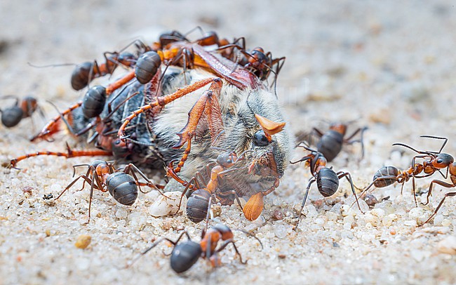 European red wood ants (Formica polyctena) with dead Common cockchafer (Melolontha melolontha) stock-image by Agami/Lennart Verheuvel,
