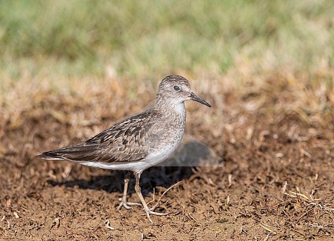 Temminck's Stint (Calidris temminckii) during late summer in the Ebro delta, Spain. stock-image by Agami/Marc Guyt,
