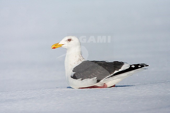 Slaty-backed Gull (Larus schistisagus) wintering on Hokkaido, Japan. Adult resting on a frozen lake covered with snow. stock-image by Agami/Marc Guyt,