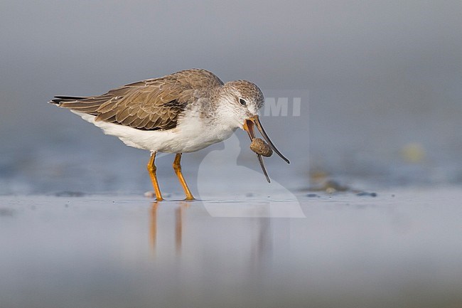 Terek Sandpiper - Terekwasserläufer - Xenus cinereus, Oman, nonbreeding stock-image by Agami/Ralph Martin,
