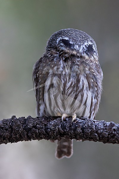 Northern Pygmy-Owl (Glaucidium californicum pinicola) in Morse Canyon, Arizona, United States. stock-image by Agami/Dubi Shapiro,