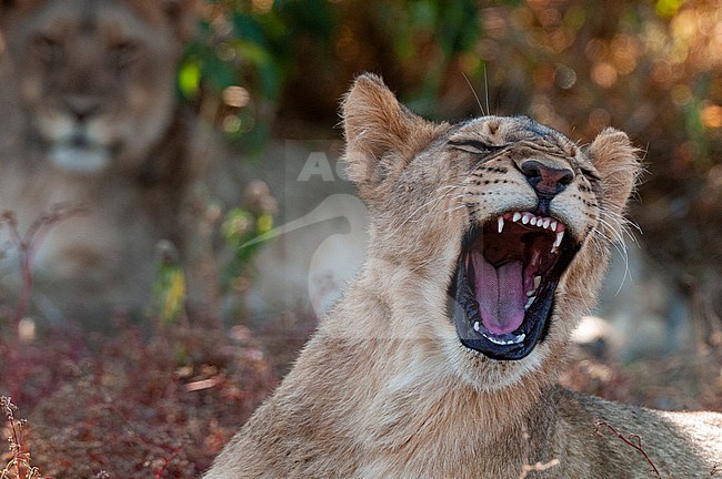 Close up portrait of a lion, Panthera leo, yawning. Mashatu Game Reserve, Botswana. stock-image by Agami/Sergio Pitamitz,