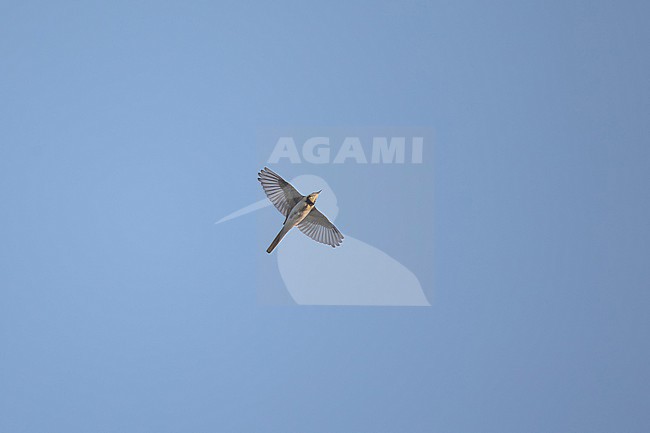 white wagtail (motacilla alba) in winter plumage in flight, foudn during autumn migration near Leipzig in Saxony, Germany stock-image by Agami/Mathias Putze,