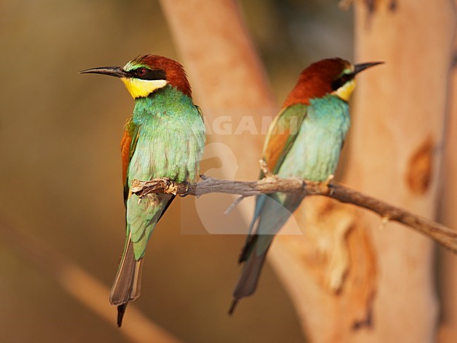 Bijeneter in zit; European Bee-eater perched stock-image by Agami/Markus Varesvuo,