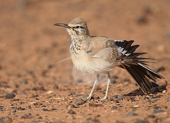 Greater Hoopoe-Lark (Alaemon alaudipes) at Merzouga, Morocco stock-image by Agami/Eduard Sangster,