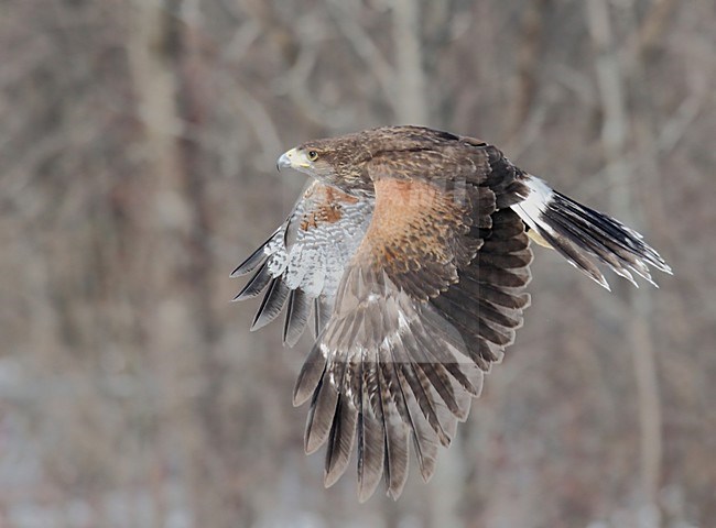 Vliegende Woestijnbuizerd, Flying Harris Hawk stock-image by Agami/David Hemmings,