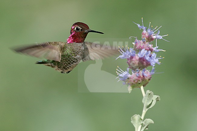 Adult male
Kern Co., CA
April 2005 stock-image by Agami/Brian E Small,