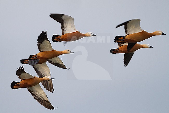 Ruddy Shelduck - Rostgans - Tadorna ferruginea, Germany stock-image by Agami/Ralph Martin,
