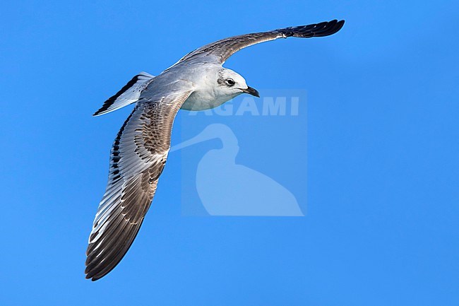 Immature Mediterranean Gull (Ichthyaetus melanocephalus) in Italy. stock-image by Agami/Daniele Occhiato,