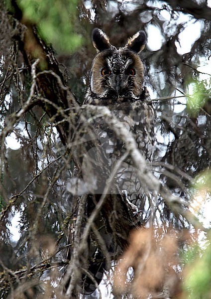 Abyssinian Owl (Asio abyssinicus) perched in a tree. stock-image by Agami/Andy & Gill Swash ,