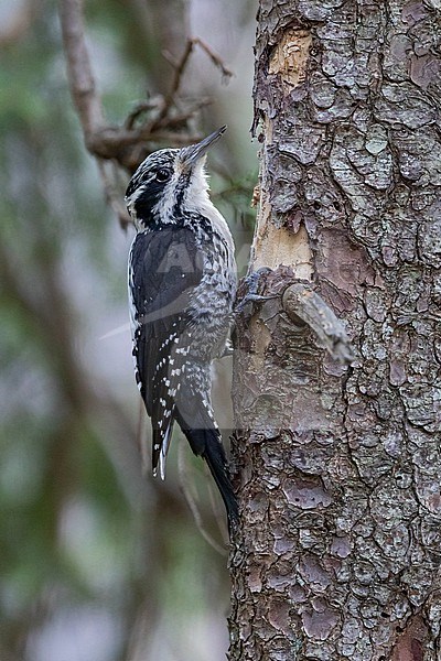 An adult female Eurasian three-toed woodpecker (Picoides tridactylus) at the trunk of an Common Spruce  stock-image by Agami/Mathias Putze,