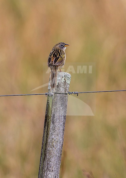 Lesser Grass-finch, Emberizoides ypiranganus, perched on fencepost in Southern Cone grasslands stock-image by Agami/Andy & Gill Swash ,
