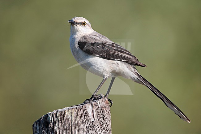 Tropische Spotlijster staand op paal Mexico, Tropical Mockingbird perched on pole Mexico stock-image by Agami/Wil Leurs,