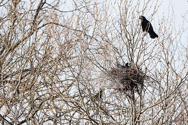 Rook (Corvus frugilegus frugilegus) at their nest during the day. stock-image by Agami/Ralph Martin,