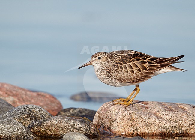 Gestreepte strandloper op een rots, Pectoral Sandpiper on a rock stock-image by Agami/Markus Varesvuo,